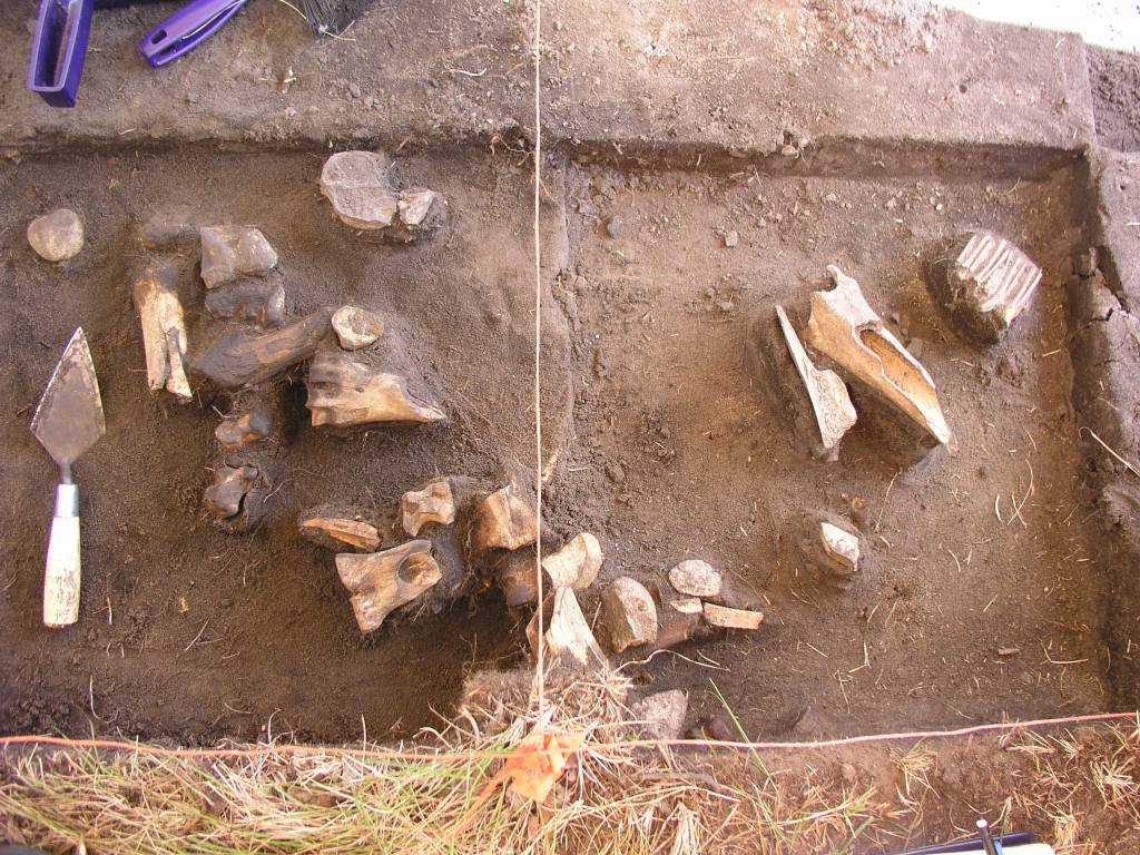 archaeology site dig in alberta with bison bones

