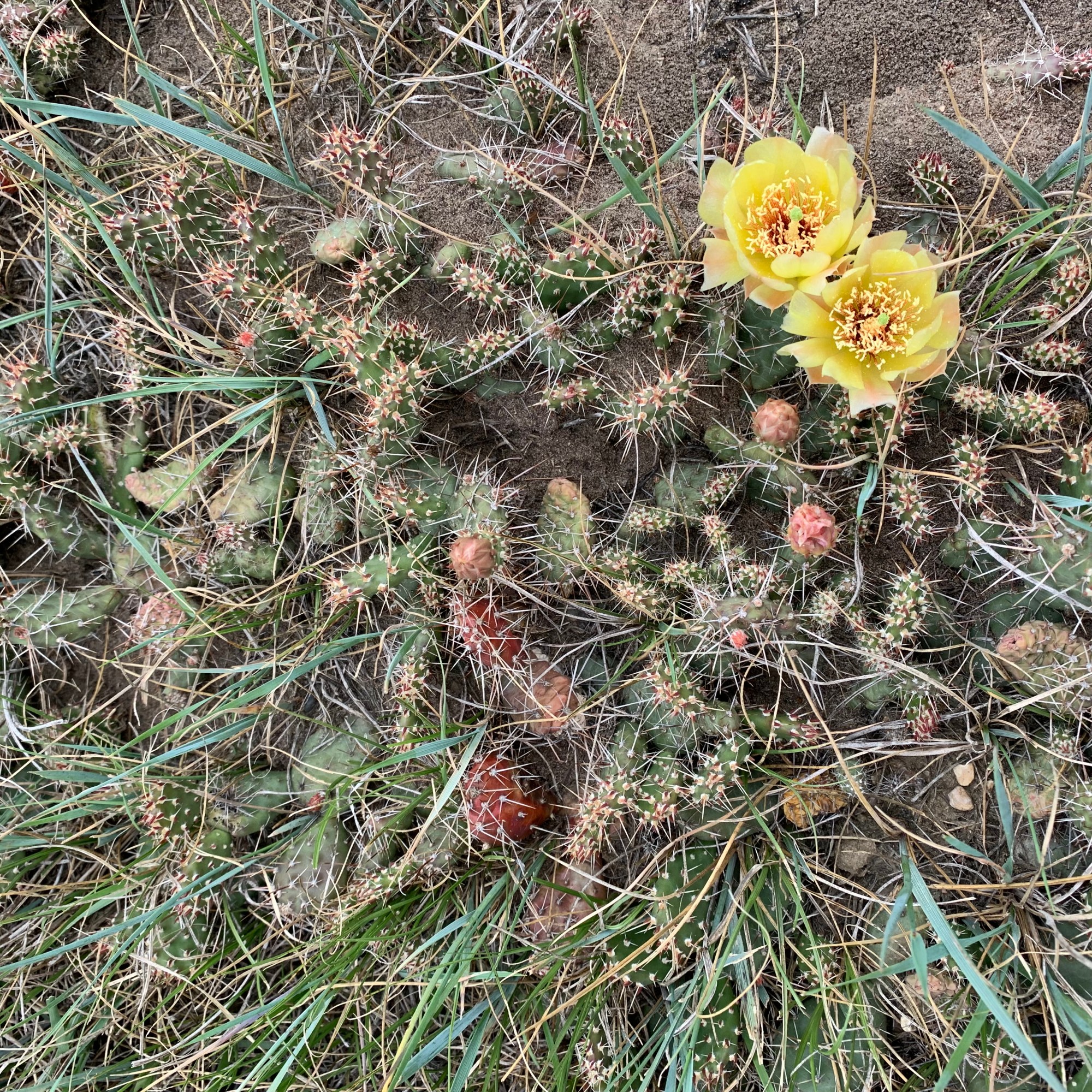 prickly pear cactus bodo alberta