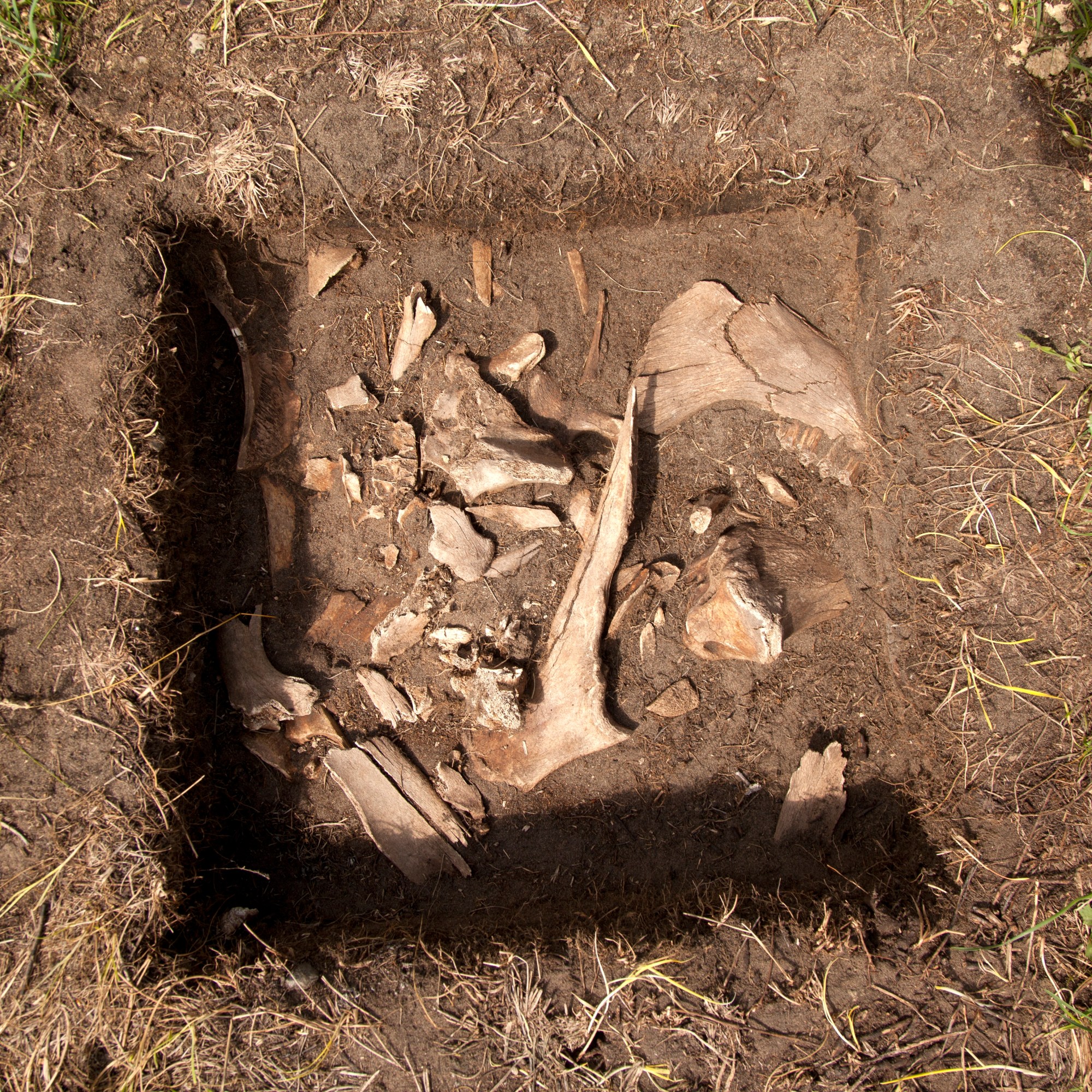 archaeology site with bison buffalo bones