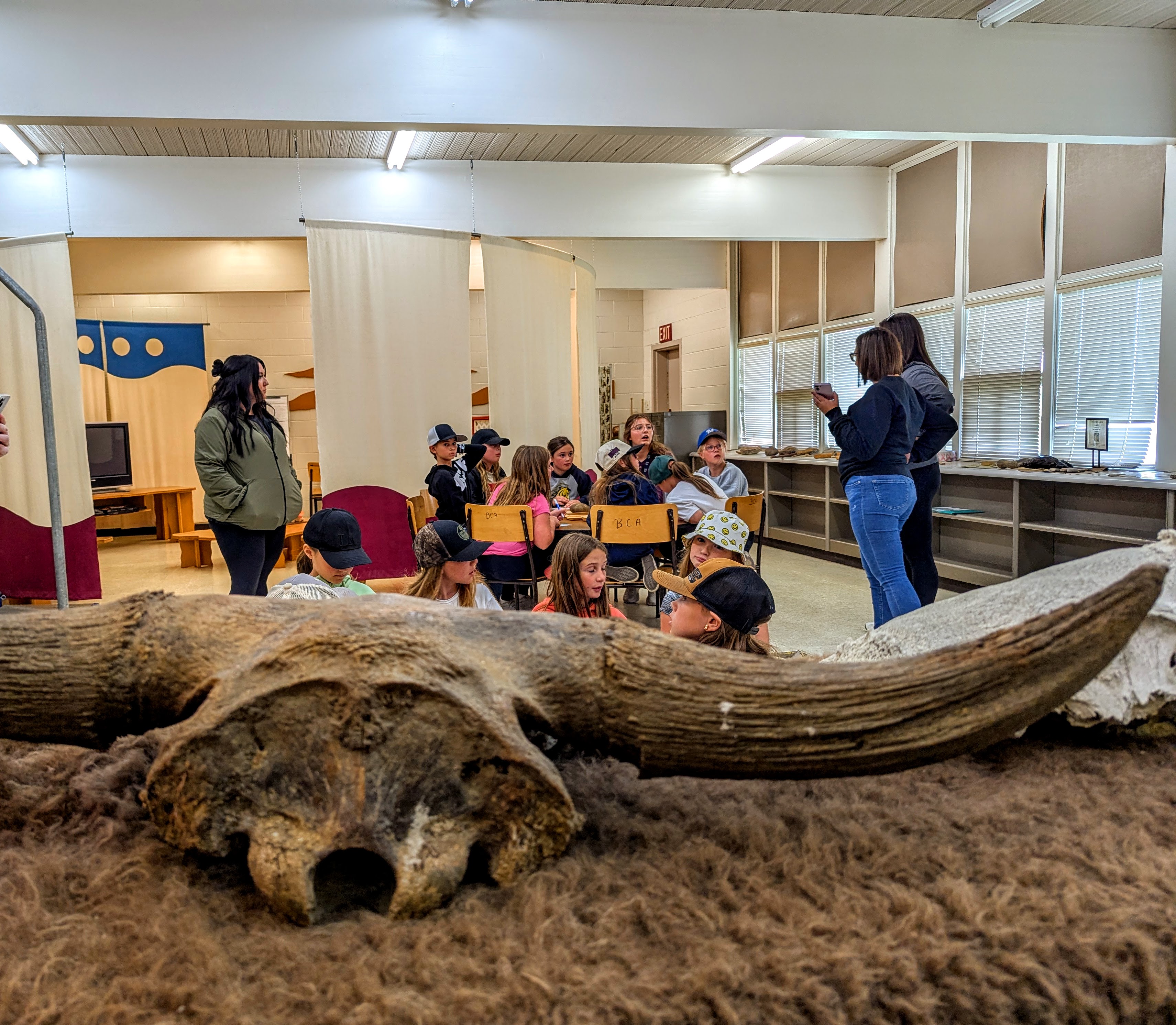 bison skull found in the bodo archaeological site